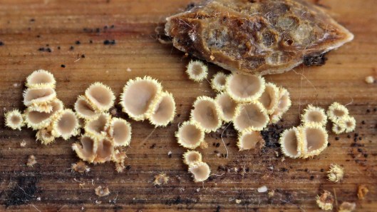 170331 Belonidium mollissimum 19March