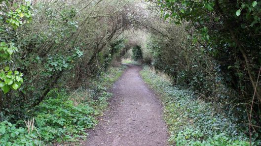 170401 Coastal Path flora