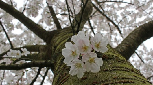 170402 Bute blossom (1)