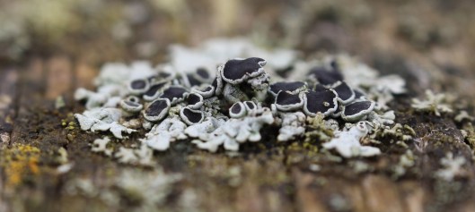 170403 Physcia aipolia (1)