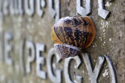 170404 Snail called Peggy