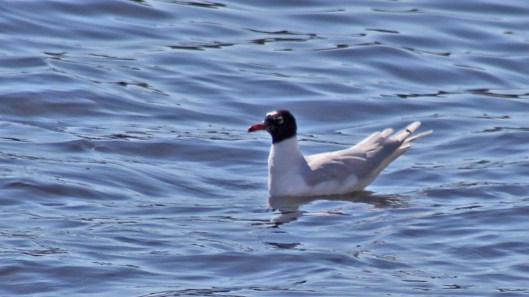 170406 Mediterranean gull (1)