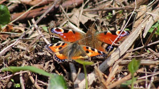170409 Peacock &amp; Small tortoisehell