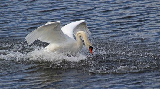 170411 Swan chases swan (1)