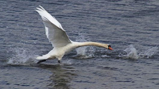 170411 Swan chases swan (4)