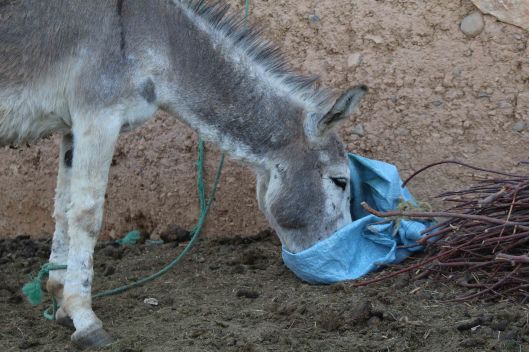 170412 Moroccan donkeys horses mules (9)