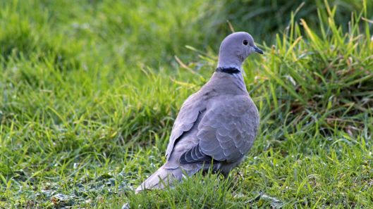 170413 Collared dove (4)