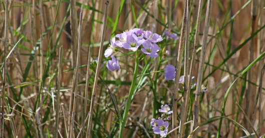 170418 Cuckooflower (3)