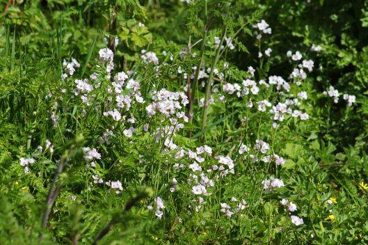 170418 Cuckooflower (6)