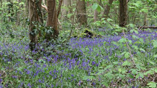 170421 bluebells (6)