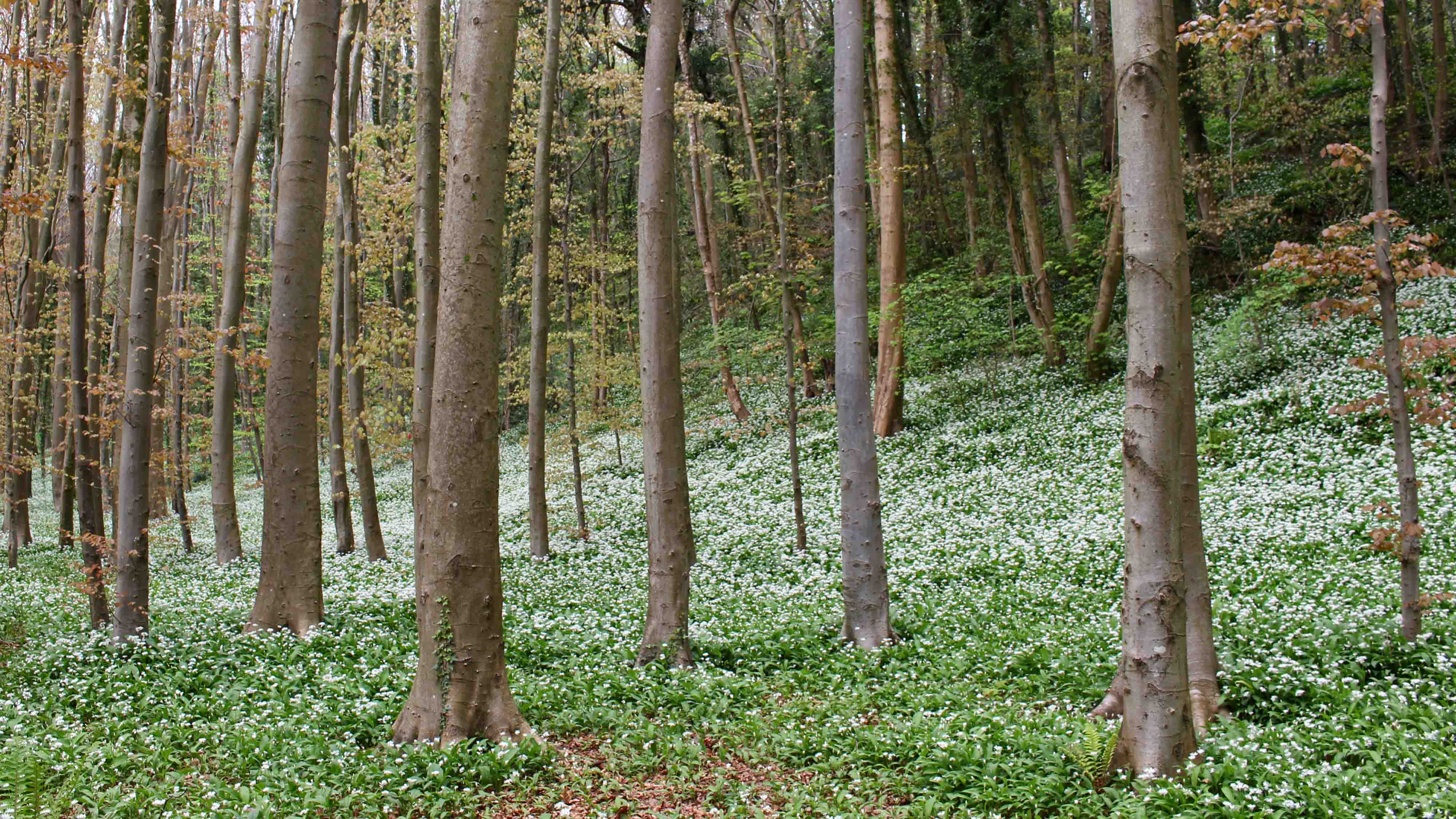 170421 Cwm George walk (3)