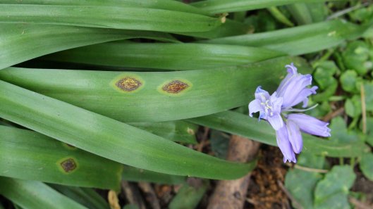 170428 Uromyces muscari on bluebell (4)