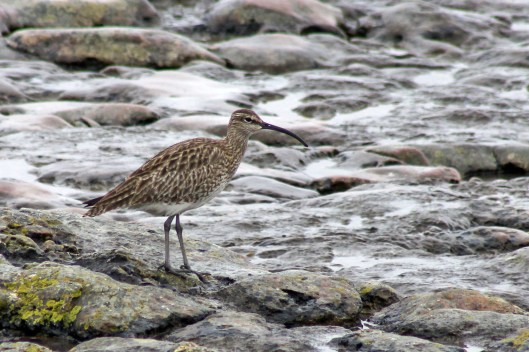 170430 whimbrel (1)