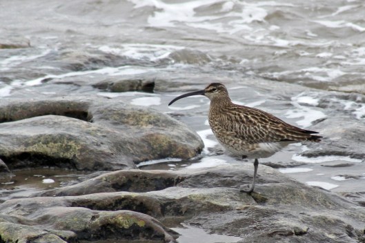 170430 whimbrel (2)