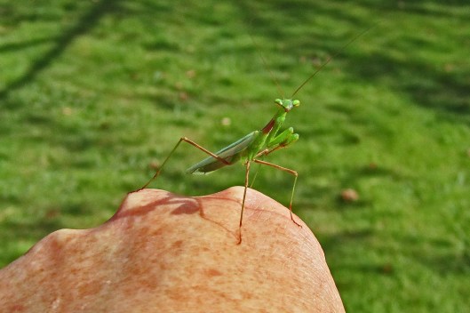 170503 Praying mantis New Zealand