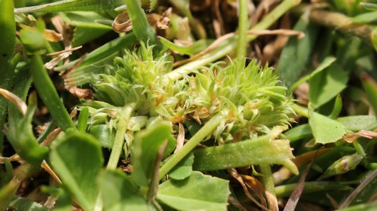 170507 Trifolium suffocatum Suffocated clover (1)