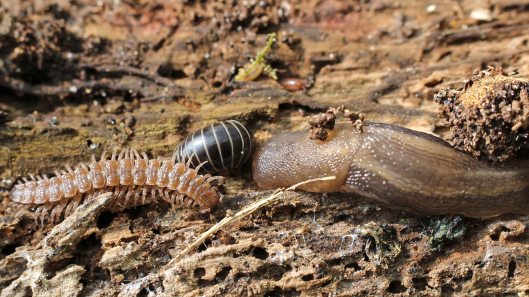 170509 (1) Millipede Pill bug Slug