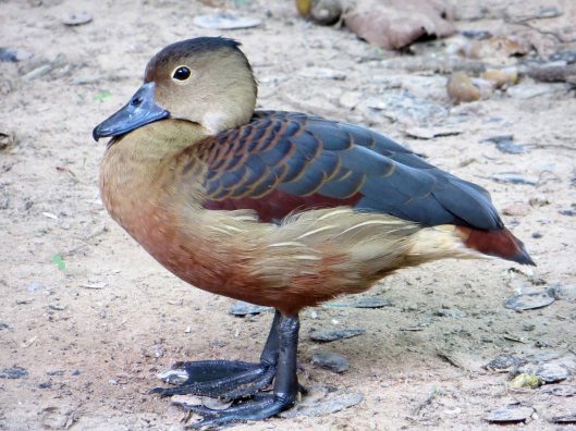 170510 Lesser whistling duck