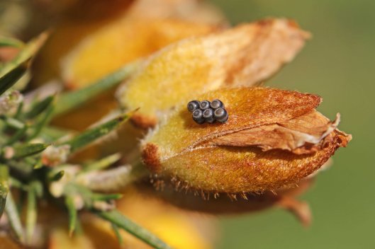 170511 Gorse shieldbug eggs