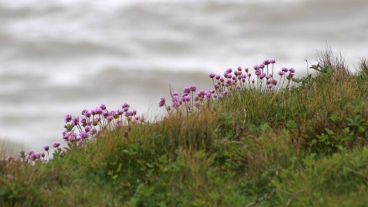 170521 11 Seaford Head Thrift