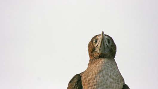 170524 Blue-footed booby Peru (2)