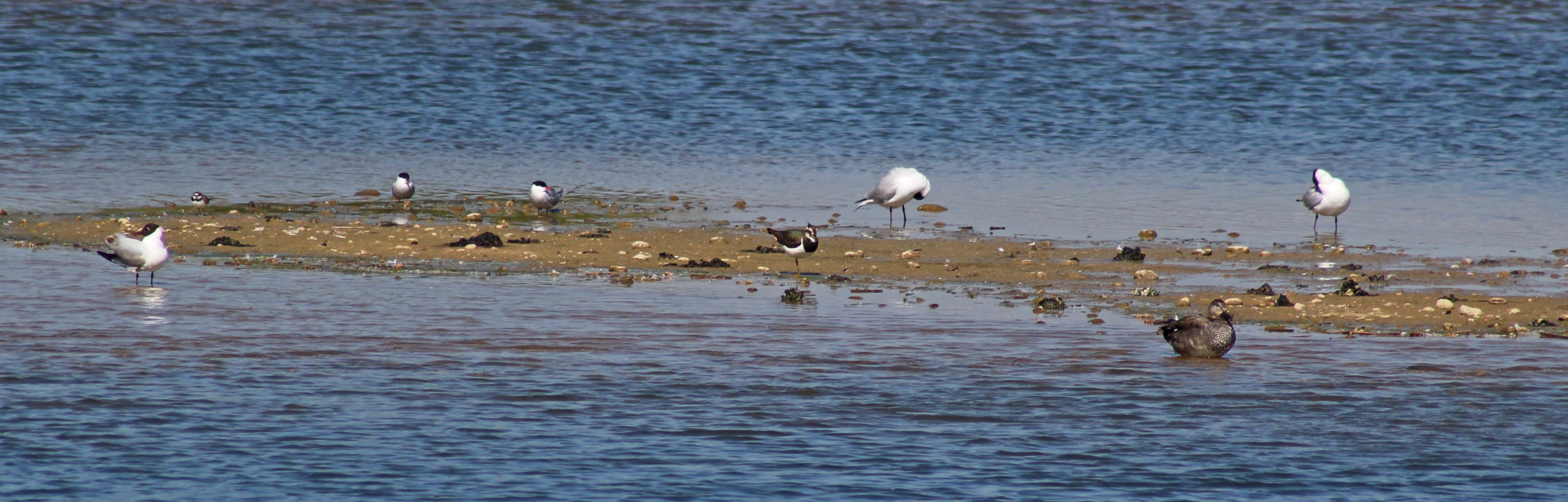 170524 Rye Harbour fauna (10)