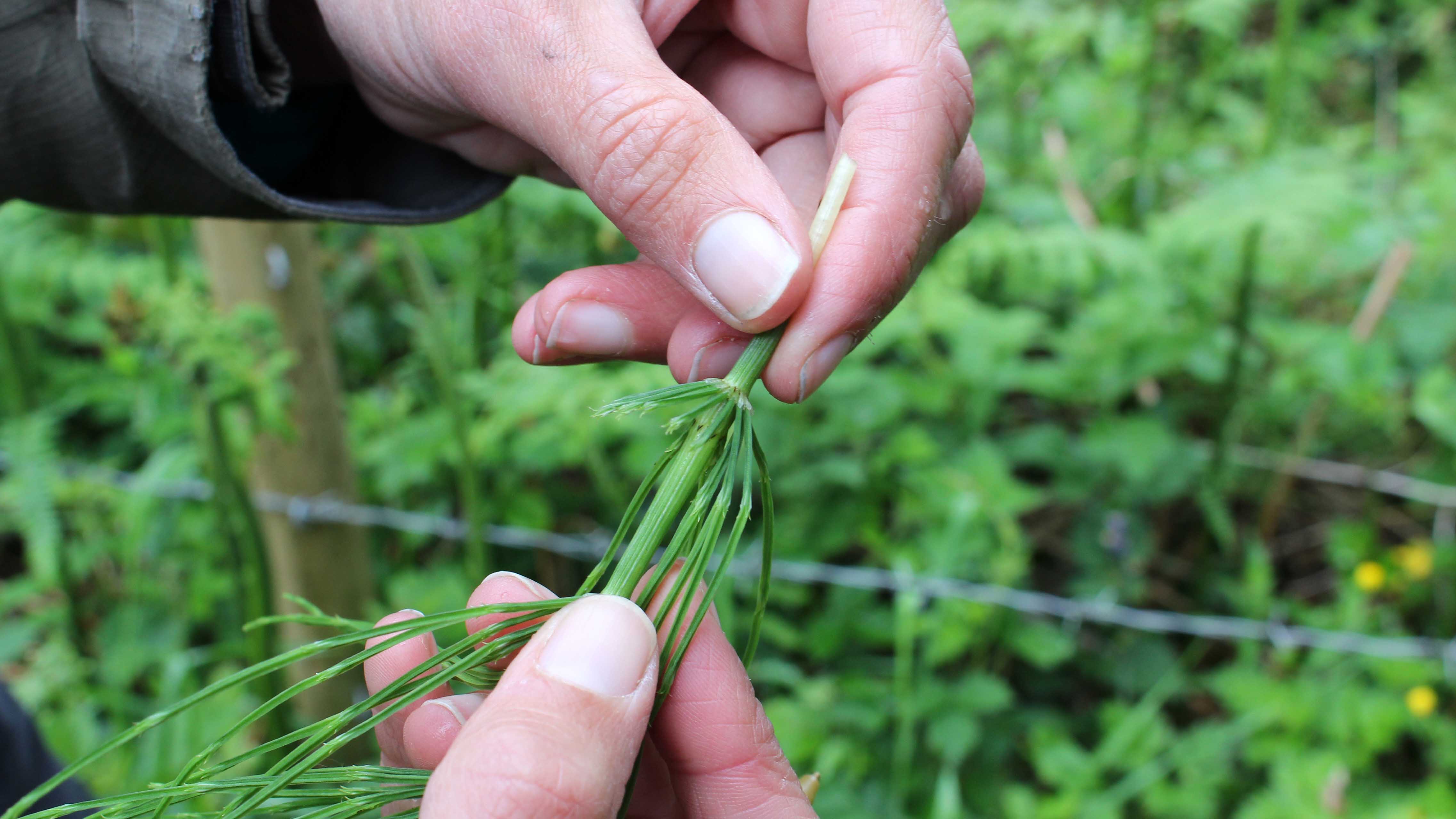 170528 1 Field horsetail