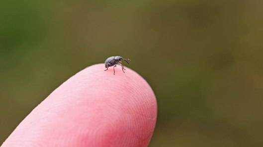 170529 Gorse weevil (2)