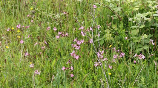 Ragged robin (1)