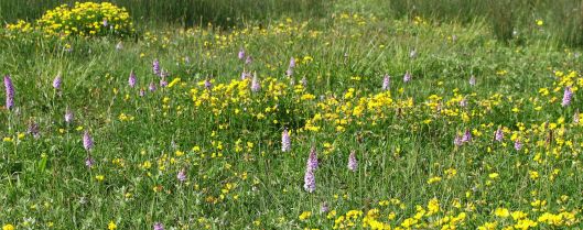 170609 Orchids Cosmeston