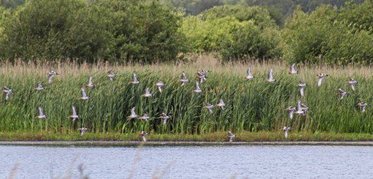 170612 Black-tailed godwits