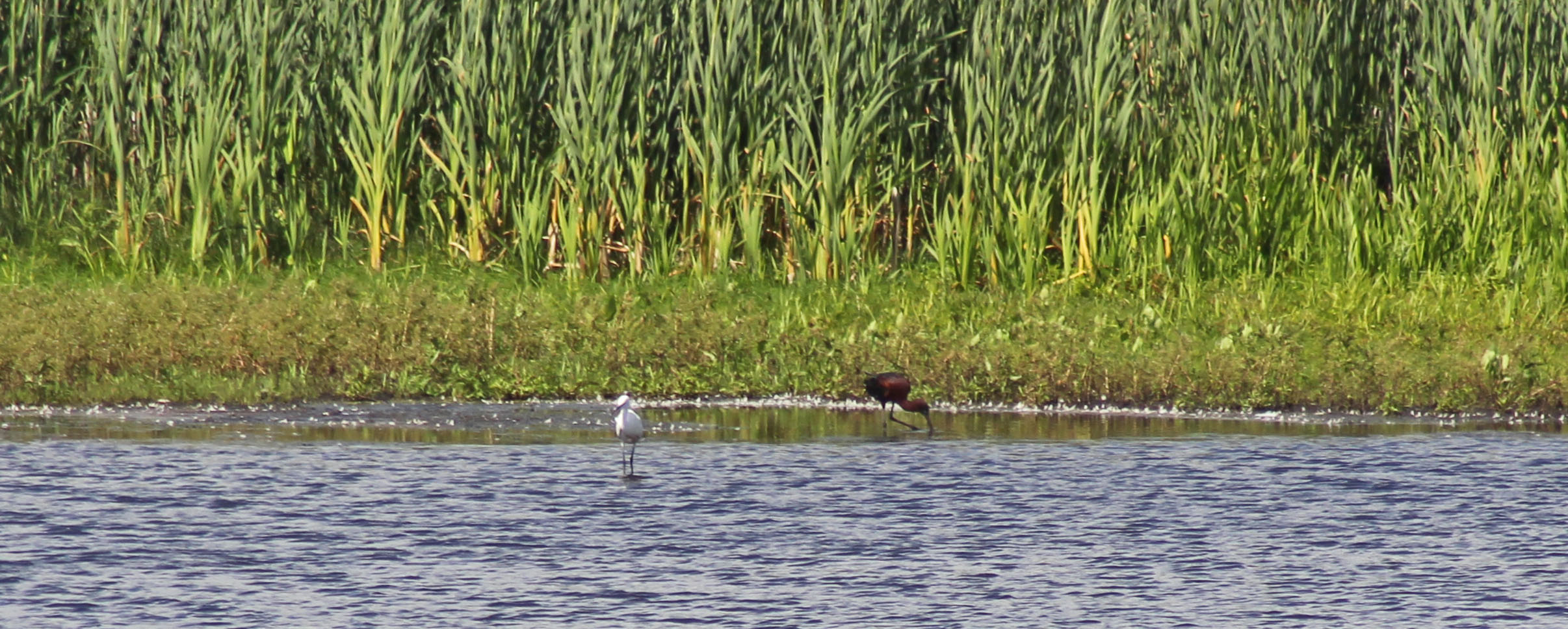 170612 Little egret & Glossy ibis