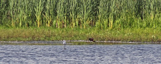 170612 Little egret & Glossy ibis