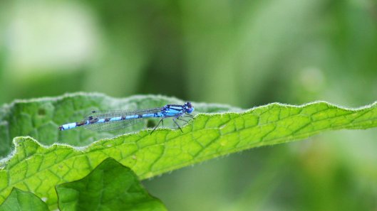 170613 RSPB Ham Wall critters (1)