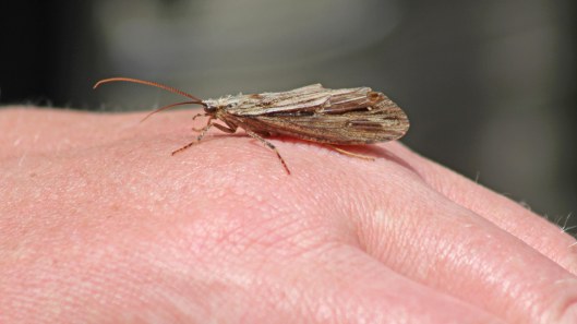 170613 RSPB Ham Wall critters (2)
