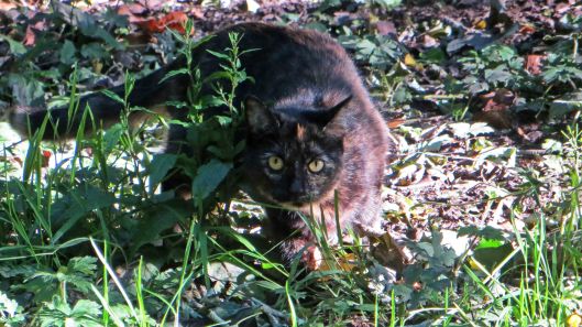 170617 slow worm and cat