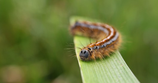 170620 Oak eggar larva (1)