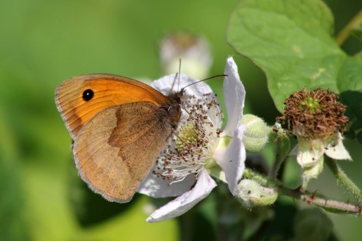 170622 Meadow brown
