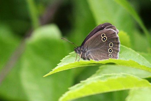 170622 Ringlet