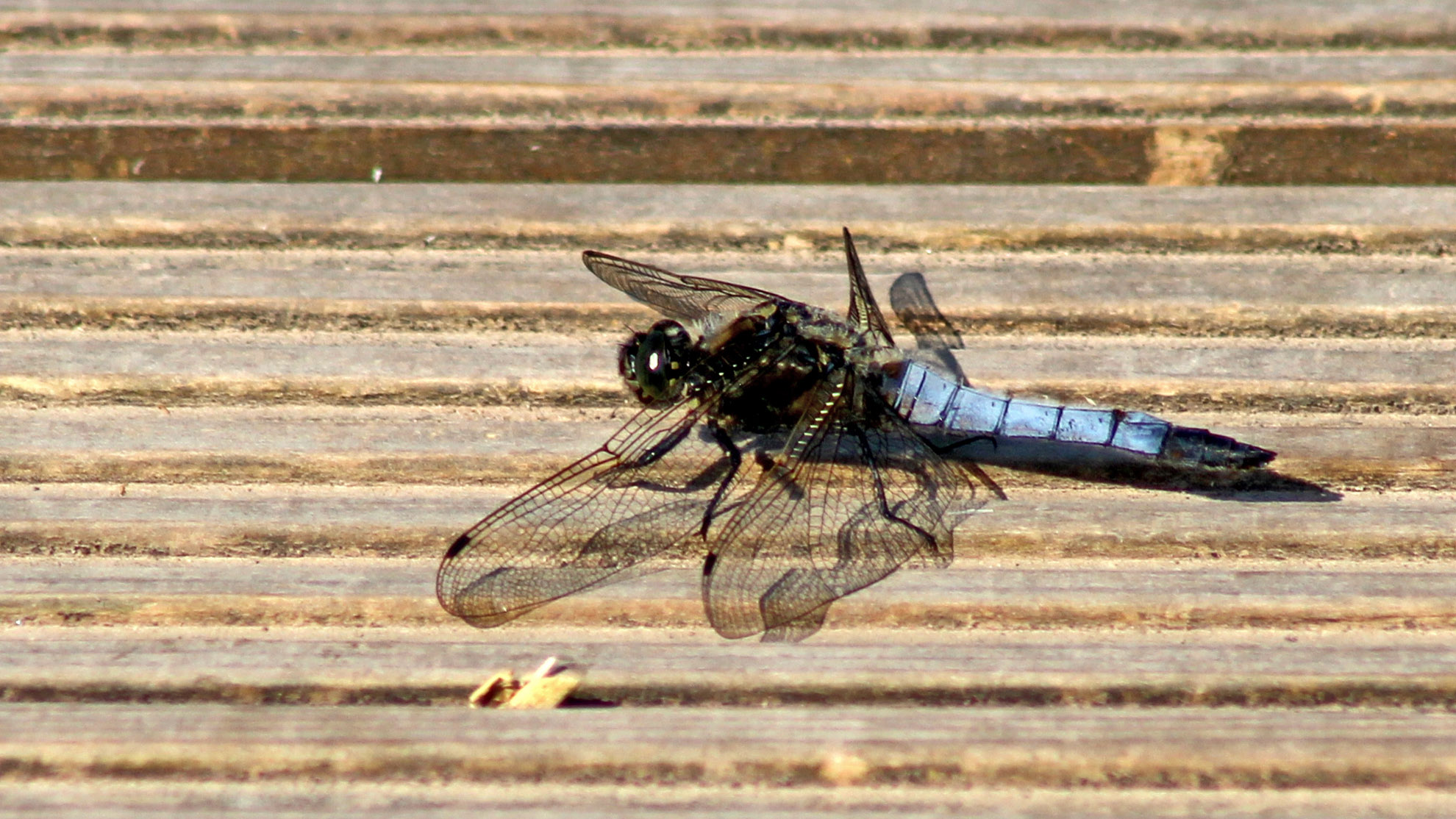 170624 Black-tailed skimmer