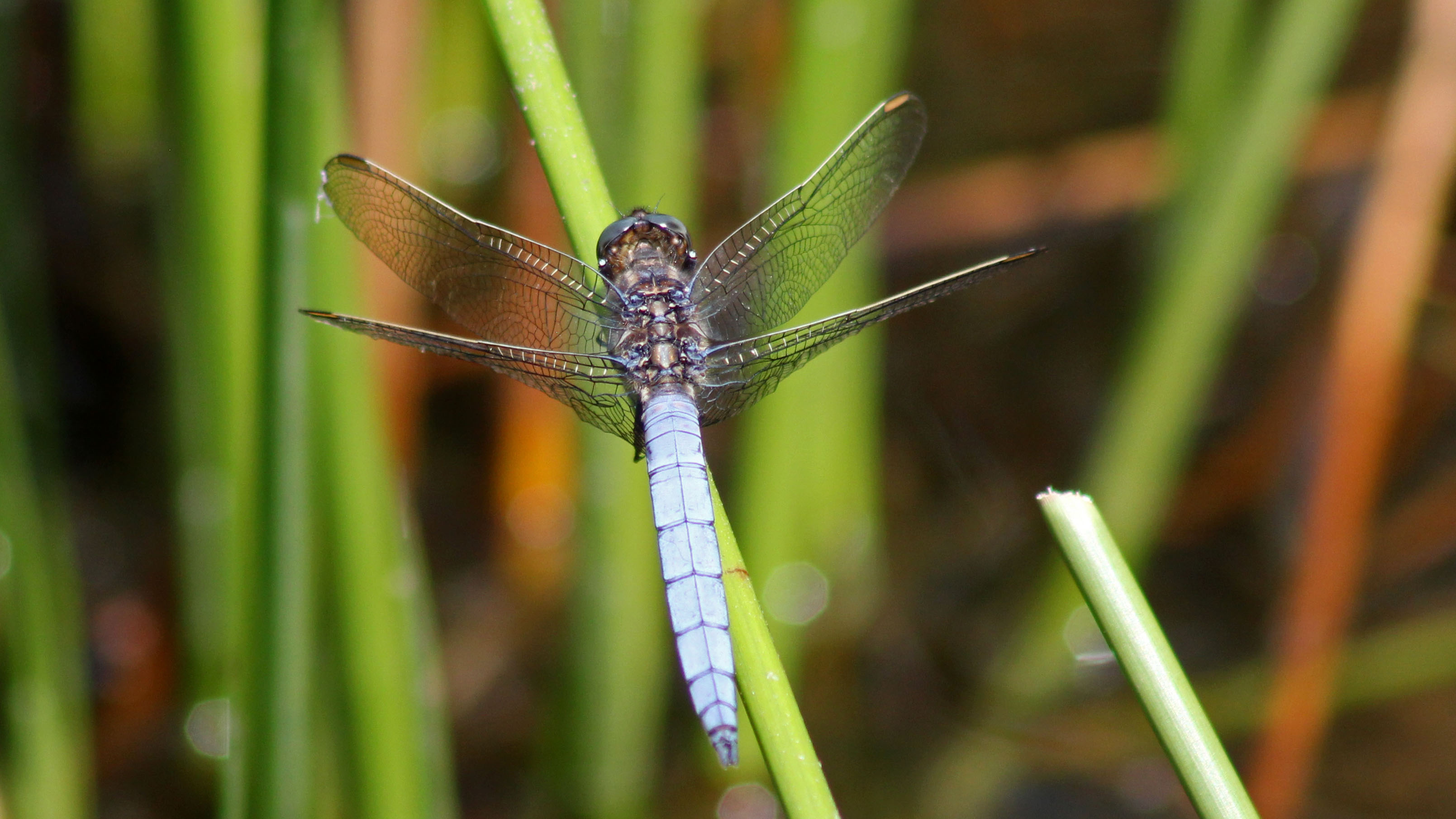 170624 Keeled skimmer