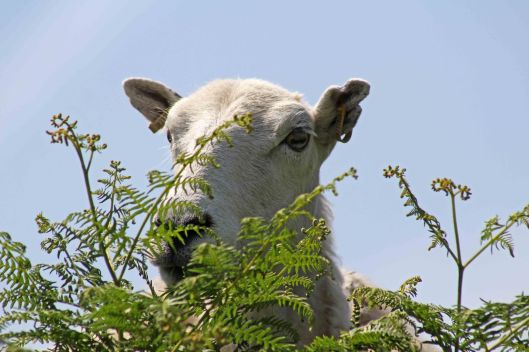 170626 Welsh sheep (1)