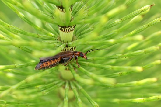 170629 Peace of wild things