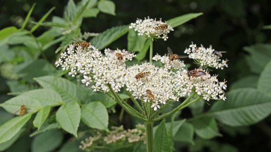170630 hogweed (1)