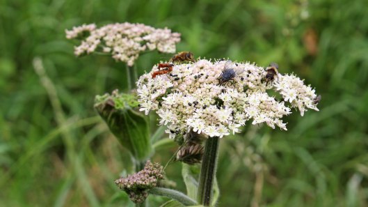 170630 hogweed (2)