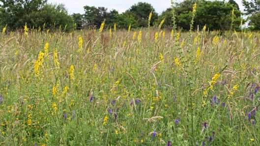 170701 Lavernock Reserve (3)