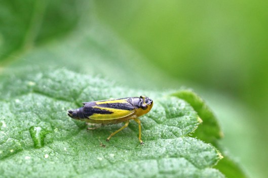 170705 Evacanthus Interruptus (1)