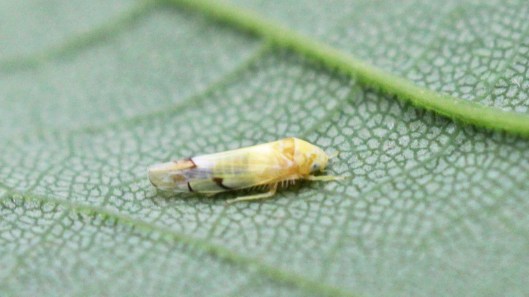 170712 Eurhadina cocinnia