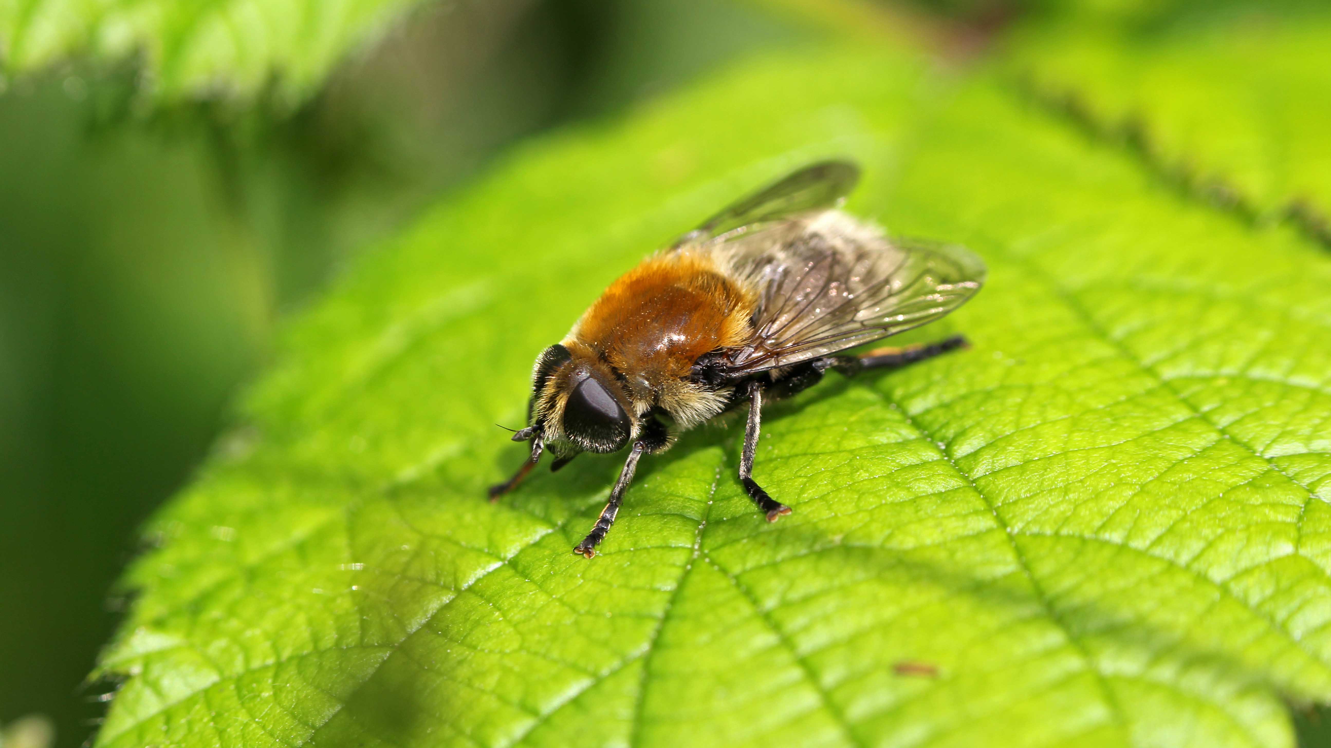 170713 Merodon equestris