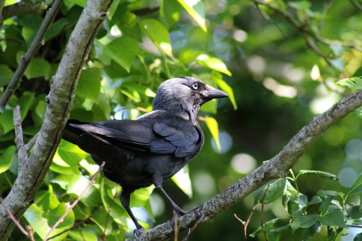 170715 Jackdaws (1)